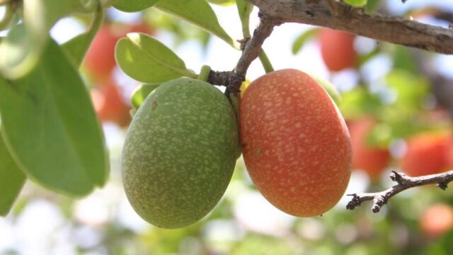 XIMENIA TERAL™ (キシメニアオイル)