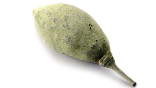 BAOBAB TERAL™ （バオバブオイル）
