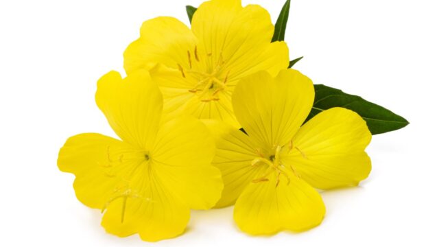 EVENING PRIMROSE TERAL™ (月見草オイル)