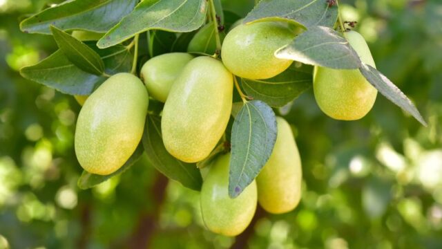 JOJOBA GLD & JOJOBA RFO™ (ホホバオイル)