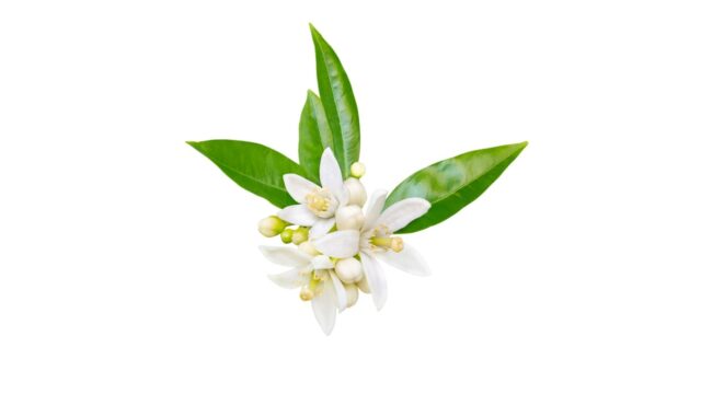 ARGAN NL™ (ネロリオイル入りアルガンオイル)