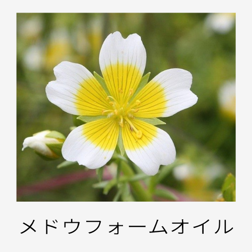 メドウフォームオイル