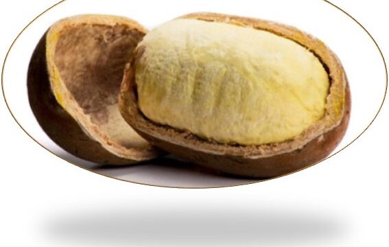 CUPUACU AMZ™ (Cupuaçu butter)
