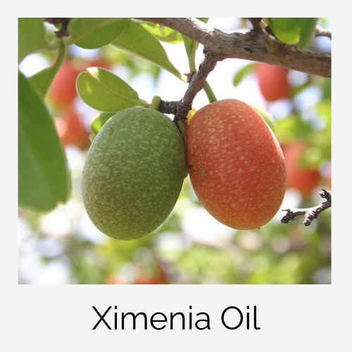 Ximenia Oil