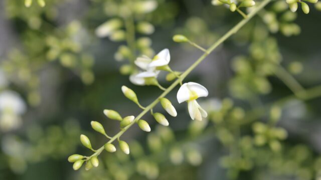 αG RUTIN (Glucosyl Rutin)